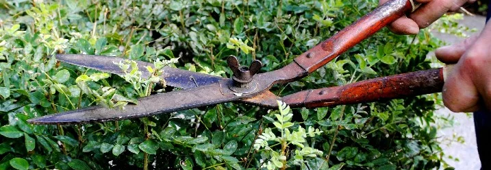 Person schneidet Hecke